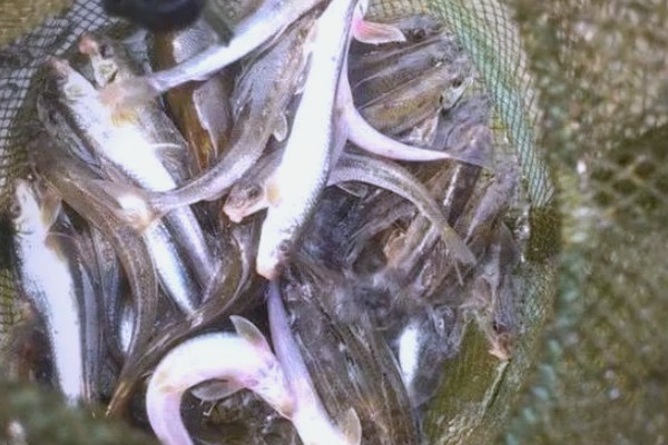 细尾蛇鮈是什么鱼？