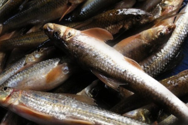 程海蛇鮈是什么鱼？