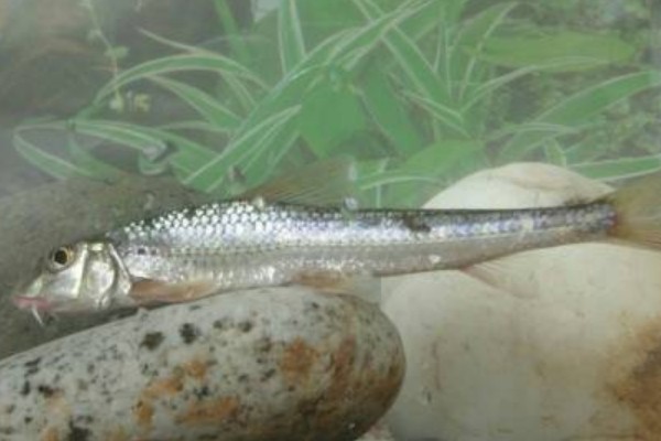 程海蛇鮈是什么鱼？