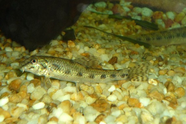 程海蛇鮈是什么鱼？