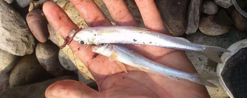 湘江蛇鮈是什么鱼？