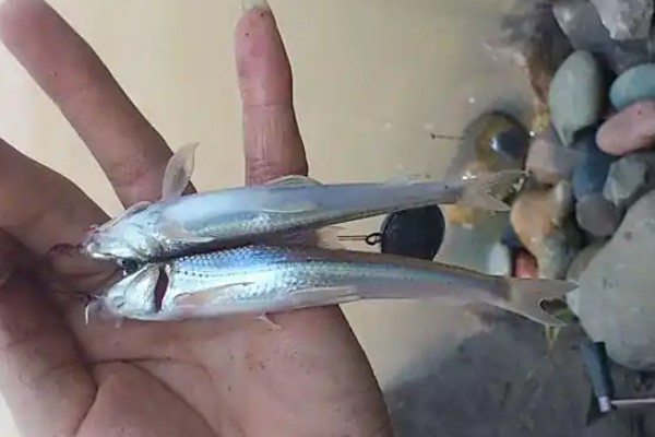 湘江蛇鮈是什么鱼？