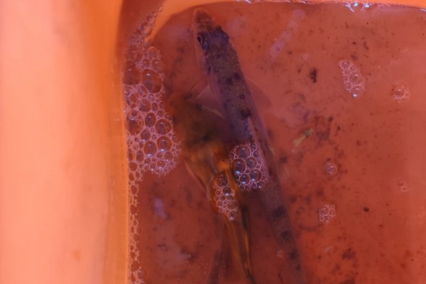 湘江蛇鮈是什么鱼？