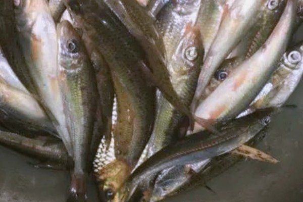 湘江蛇鮈是什么鱼？