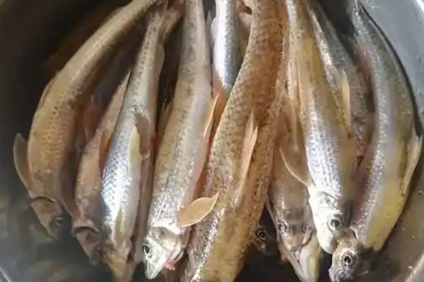 无斑蛇鮈是什么鱼？