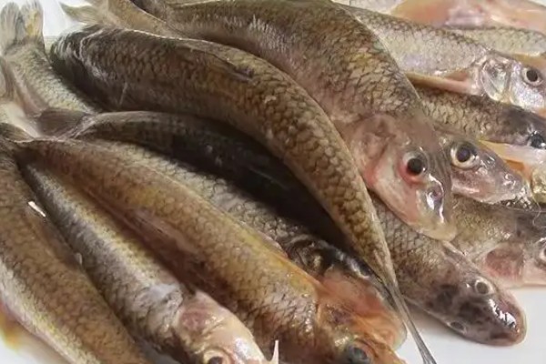 无斑蛇鮈是什么鱼？