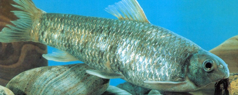 大眼卷口鱼是什么鱼？