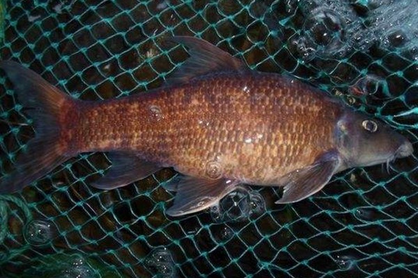 大眼卷口鱼是什么鱼？