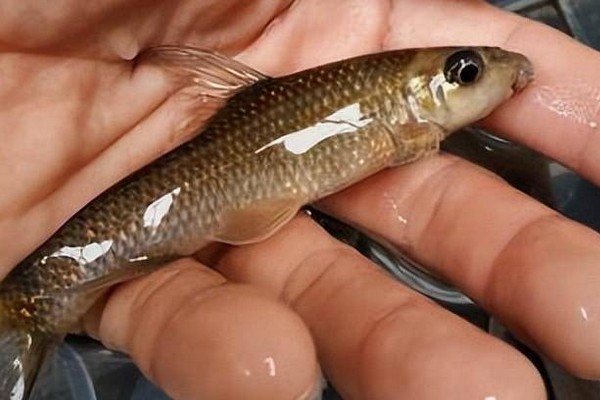 大眼卷口鱼是什么鱼?