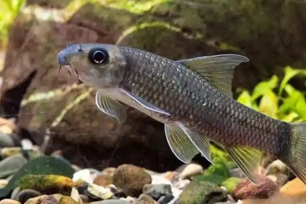 大眼卷口鱼是什么鱼?