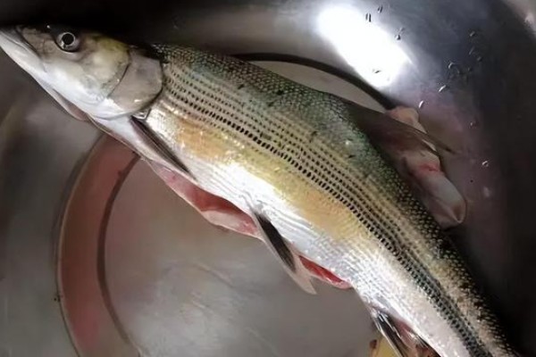 单纹似鳡是什么鱼？