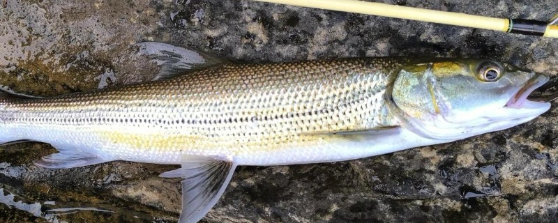 单纹似鳡是什么鱼？