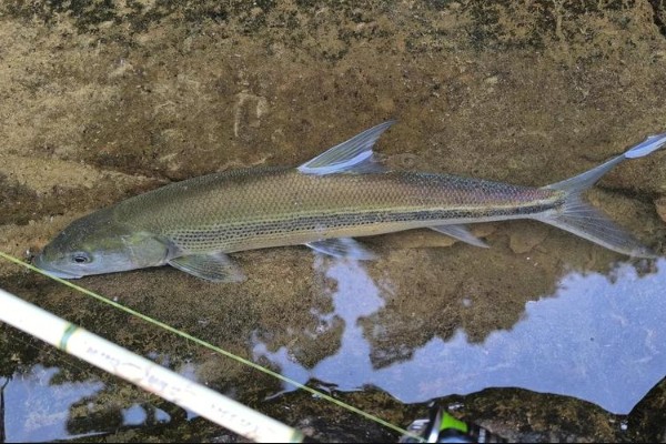 单纹似鳡是什么鱼？