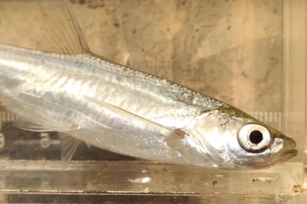 单纹似鳡是什么鱼？