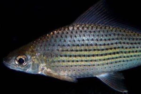 单吻鱼是什么鱼？