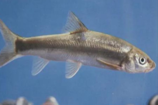 单吻鱼是什么鱼？