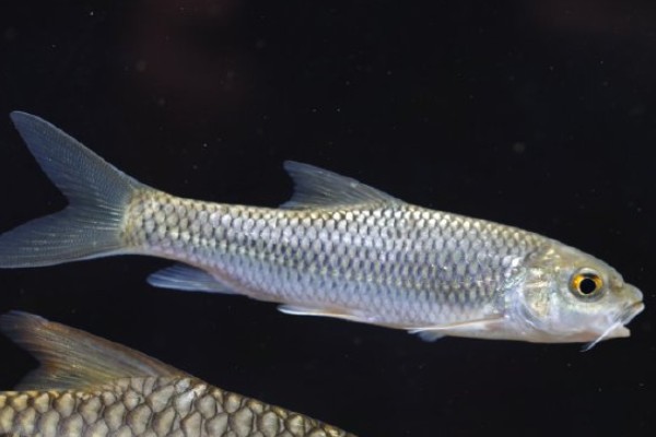 单吻鱼是什么鱼？