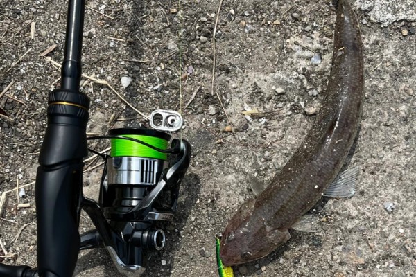 短尾鱥是什么鱼？