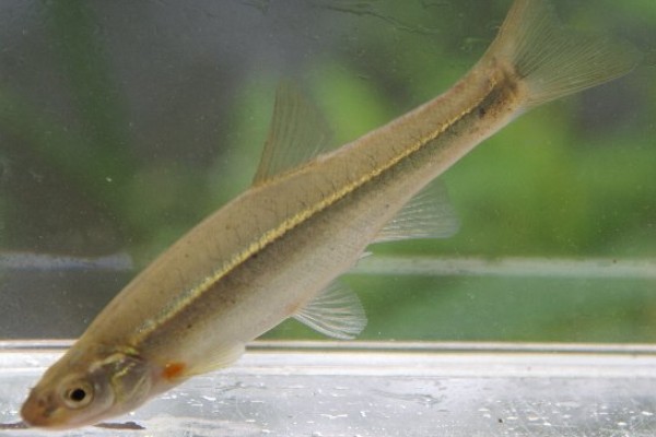 短尾鱥是什么鱼？