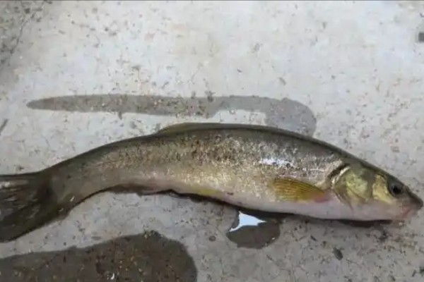 短尾鱥是什么鱼？