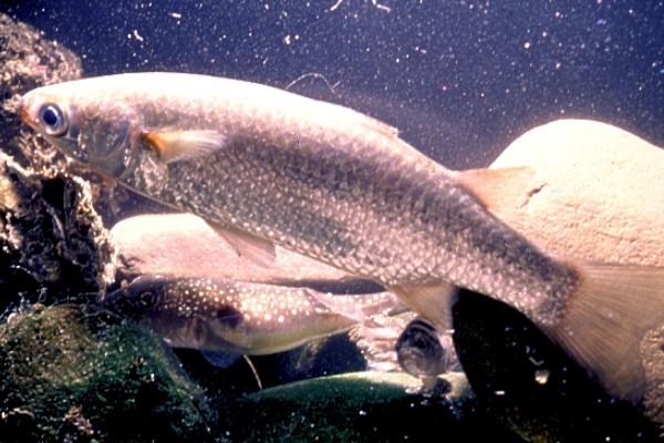 短吻鳅鮀是什么鱼？