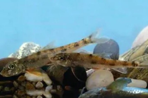 短吻鳅鮀是什么鱼？