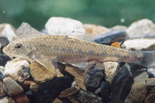 短吻鳅鮀是什么鱼？