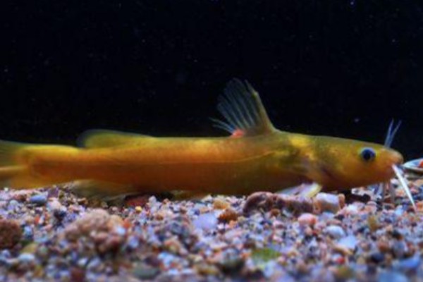 短体拟鰋是什么鱼？