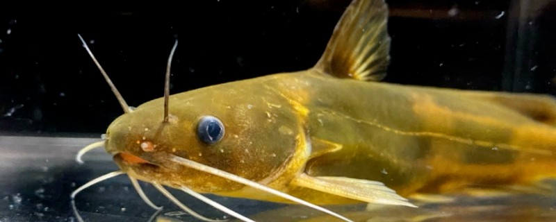 短体拟鰋是什么鱼？