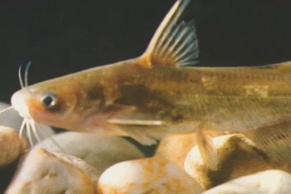 短体拟鰋是什么鱼？