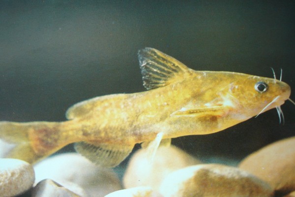 短体拟鰋是什么鱼？