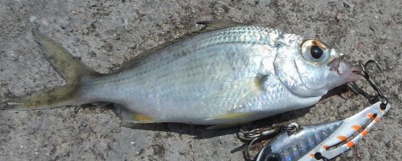 短体银鲈是什么鱼？