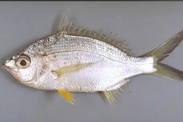 短体银鲈是什么鱼？