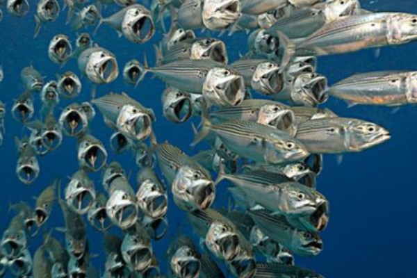 短体银鲈是什么鱼？