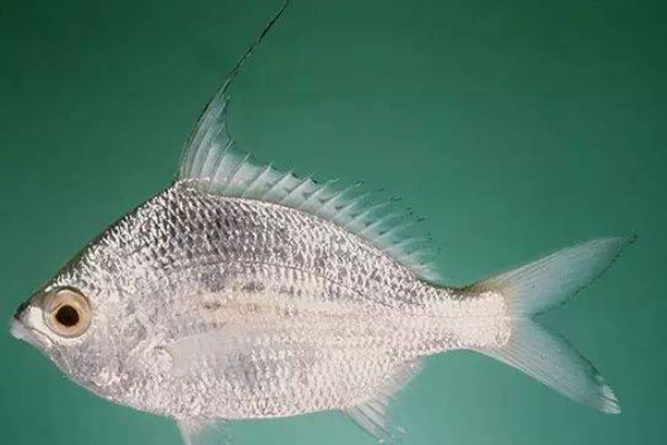 短体银鲈是什么鱼？