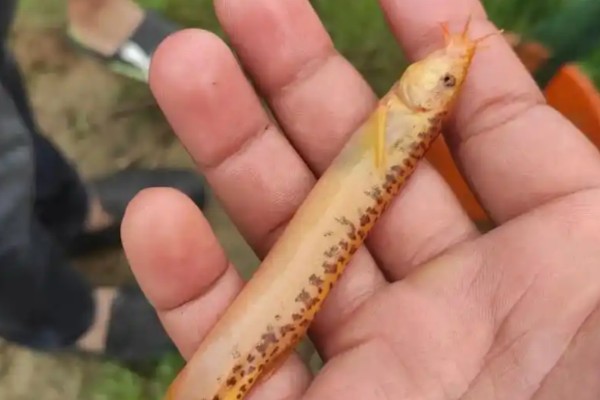 短体条鳅是什么鱼？