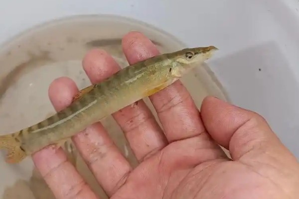 短体条鳅是什么鱼？