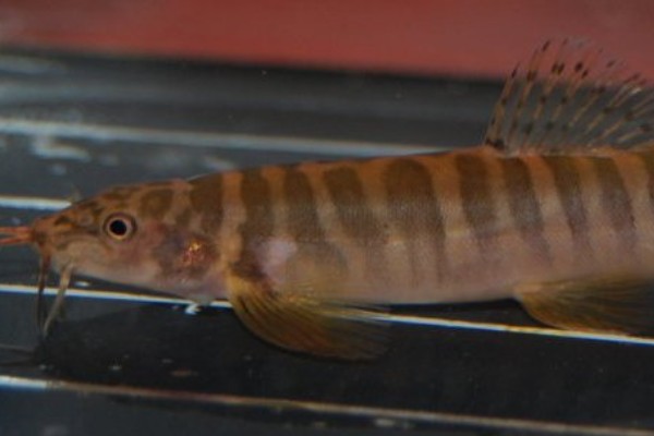 短体条鳅是什么鱼？