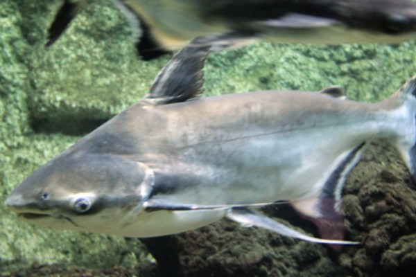 短须䰶是什么鱼？