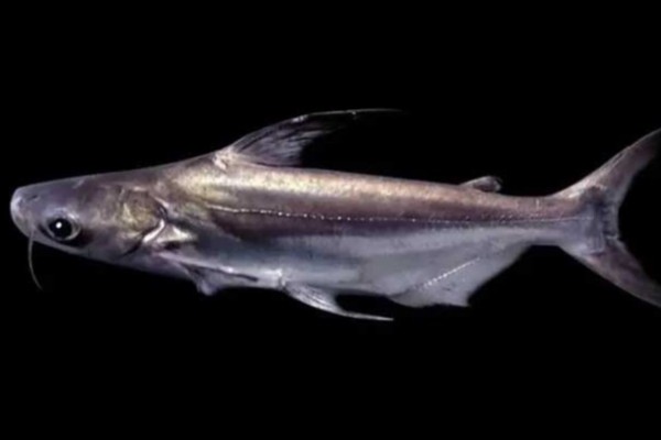 短须䰶是什么鱼？