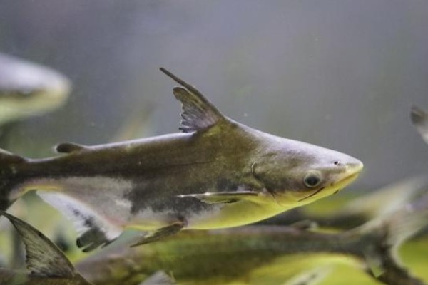 短须䰶是什么鱼？