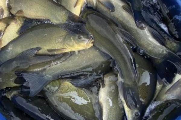 丁鱥是什么鱼？