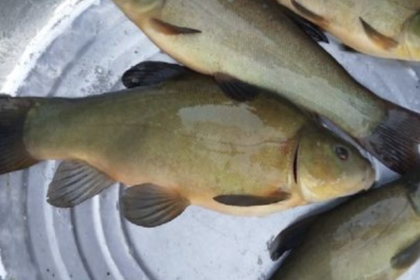 丁鱥是什么鱼？