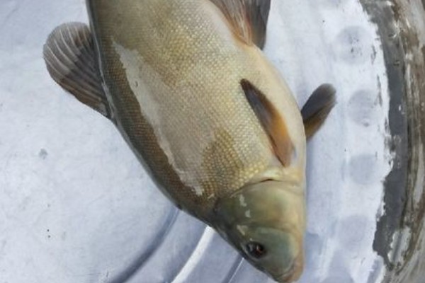 丁鱥是什么鱼？