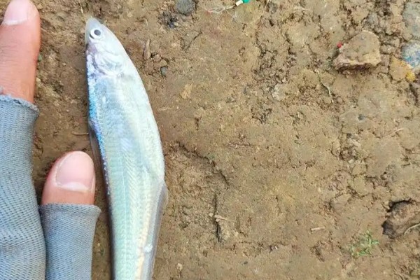 短颌鲚是什么鱼？