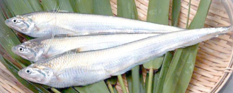 短颌鲚是什么鱼？