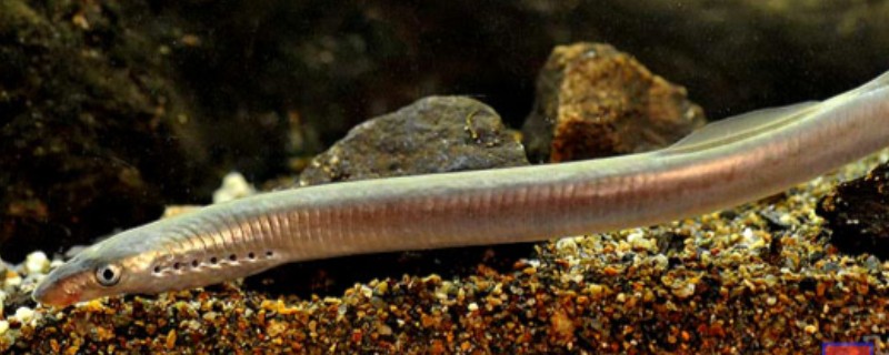 东北七鳃鳗是什么鱼？