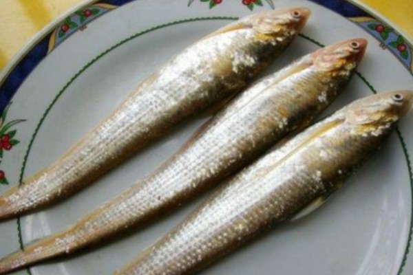 短颌鲚是什么鱼？