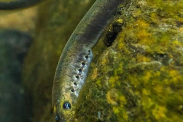 东北七鳃鳗是什么鱼？