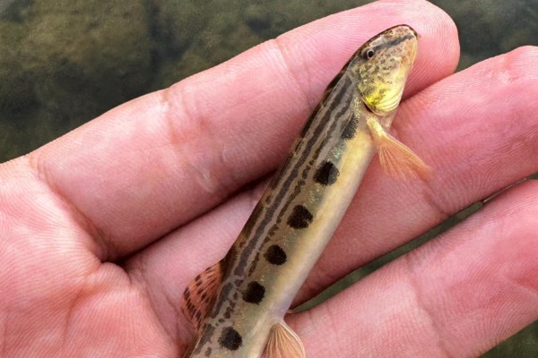 短身鳅鮀是什么鱼？